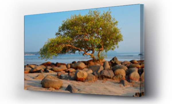 drzewo, drzewo oliwne, Oliwne