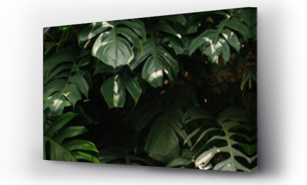 Wizualizacja Obrazu : #339864201 Tropical green leaves background