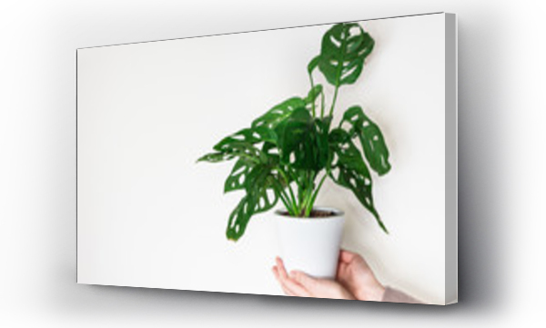 Wizualizacja Obrazu : #339900959 Hand holding monstera monkey mask plant (Monstera Obliqua or Monstera adansonii) in flower pot on white background. Concept of growing plants at home