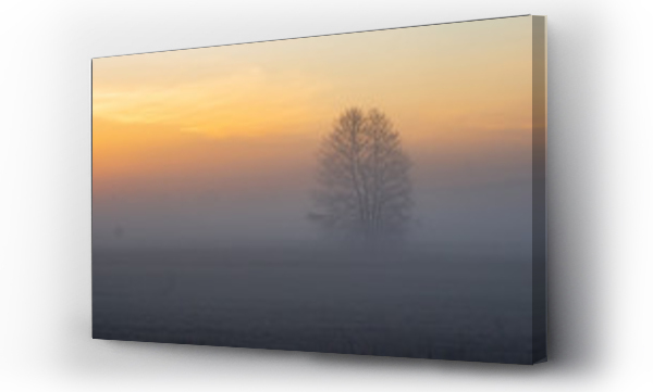 Wizualizacja Obrazu : #339946433 Samotne drzewo we mgle 
