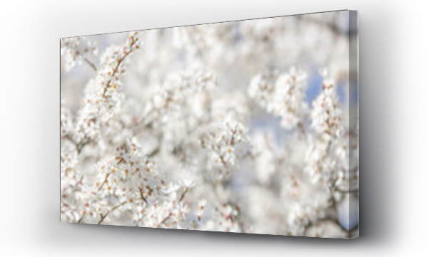 białe kwiaty, kwiat wiśni, Kwiaty, Kwiaty białe