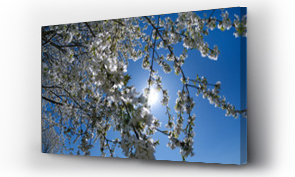 Wizualizacja Obrazu : #340560122 Wiosna - kwitn?ce drzewo na tle s?o?ca