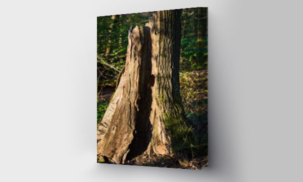 Wizualizacja Obrazu : #341308159 Stare drzewo zniszczone chorob? i z?amane w s?onecznym lesie
