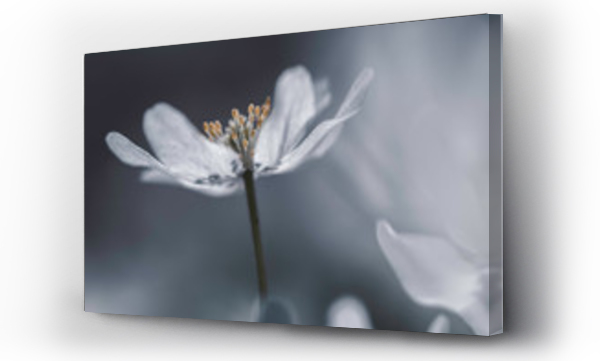 Kwiaty, Kwiaty białe, Kwiaty wiosenne białe