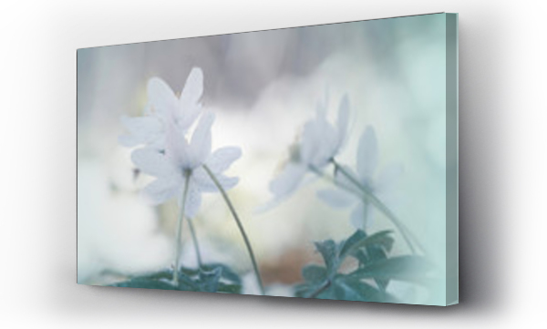 białe kwiaty, Kwiaty, Kwiaty białe, Kwiaty wiosenne białe