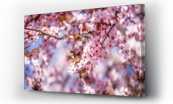 kwiat wiśni, Kwiaty, różowe, różowe kwiaty