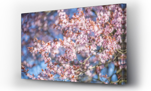 kwiat wiśni, Kwiaty, różowe kwiaty