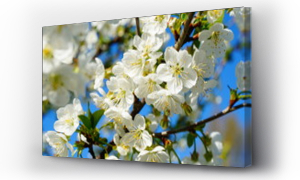 drzewo, kwitnąca wiśnia