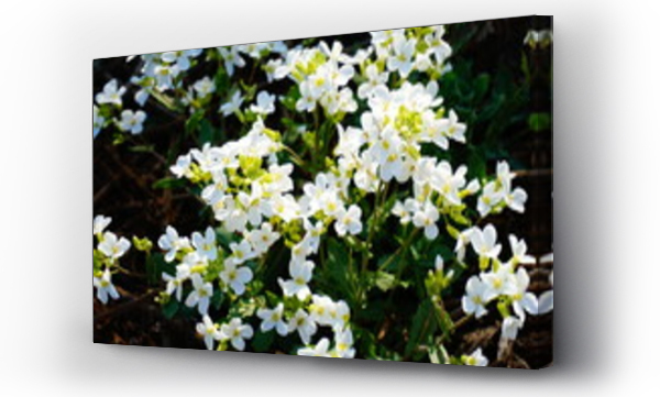 Kwiaty, Kwiaty białe, Kwiaty wiosenne białe