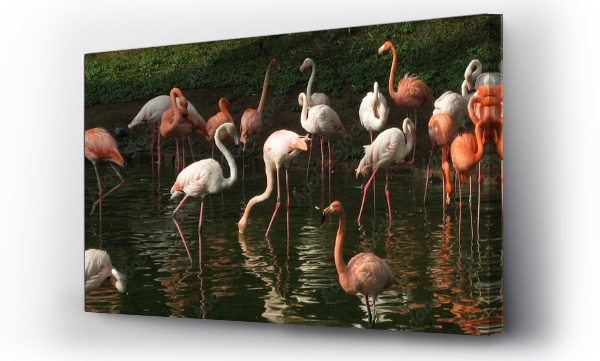 Wizualizacja Obrazu : #342970498 Stado flamingów w jeziorze