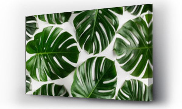 Wizualizacja Obrazu : #343244549 Natural tropical monstera leaves abstract pattern. Creative summer background.