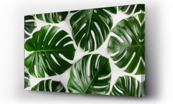 monstera