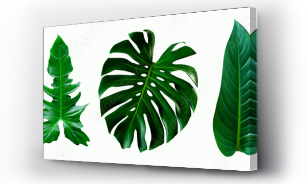 Wizualizacja Obrazu : #343440140 zestaw zielonej palmy monstera i tropikalnych liści roślin na białym tle dla elementów wystroju wnętrz, Flat lay