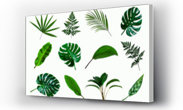 Wizualizacja Obrazu : #343462272 set of green monstera palm and tropical plant leaf on  white background for design elements, Flat lay