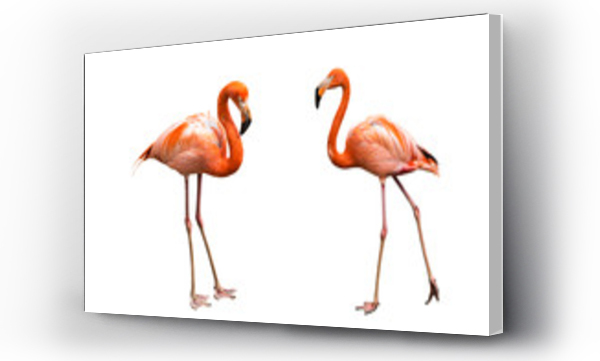 Wizualizacja Obrazu : #344189250 Flamingos isolated on white background