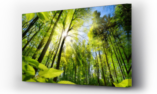 Wizualizacja Obrazu : #344511538 Malowniczy las świeżo zielonych drzew liściastych obramowanych liśćmi, ze słońcem rzucającym swoje ciepłe promienie przez liście