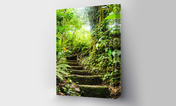 Wizualizacja Obrazu : #344949663 stairway through the forest, Arenal, Costa Rica, Central America