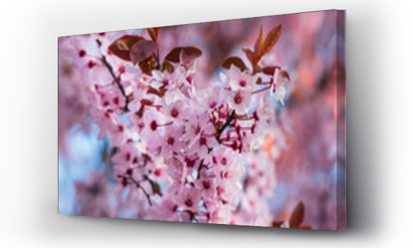 Kwiaty, różowe, różowe kwiaty