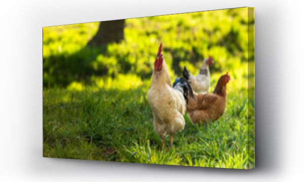 Wizualizacja Obrazu : #344974307 Kogut i dwie kury na trawie o poranku