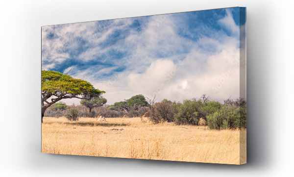 Afrykańskie krajobrazy w Parku Narodowym Hwange, Zimbabwe