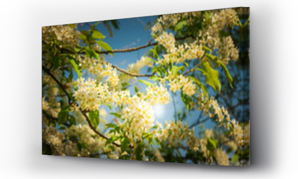 Wizualizacja Obrazu : #345361714 Kwitn?ce drzewo na wiosn?