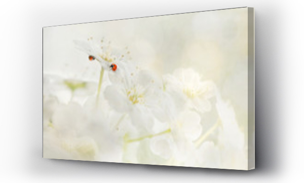 białe kwiaty, Kwiaty, Kwiaty białe