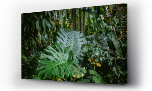 Wizualizacja Obrazu : #346136099 Monstera leaves in jungle. Swiss cheese plant or monstera deliciosa growing wild in rainforest. Tropical green foliage background