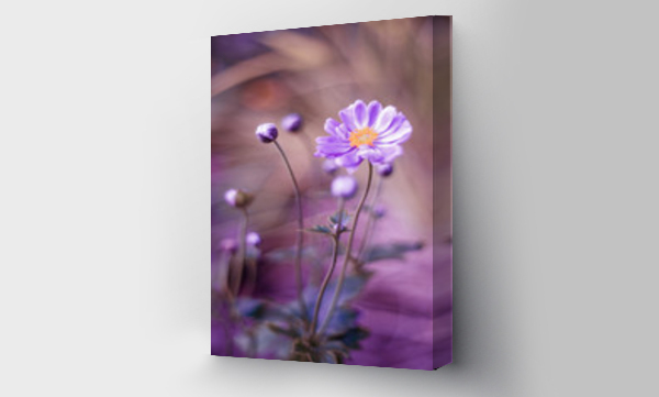 Wizualizacja Obrazu : #346269372 Fioletowe kwiaty anemon?w kwitn?cych jesieni? w ogrodzie. P?atki zawilca. Rozmyte t?o.