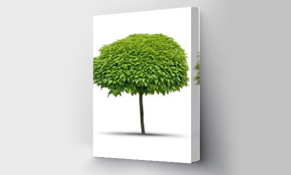 Wizualizacja Obrazu : #34637193 Izolowane drzewo Catalpa - białe tło