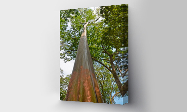 Wizualizacja Obrazu : #346433864 Wielkie zielone drzewo bez kory w lasach deszczowych ameryki po?udniowej i centralnej.