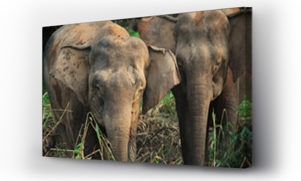 malezja, słoń, zwierzęta