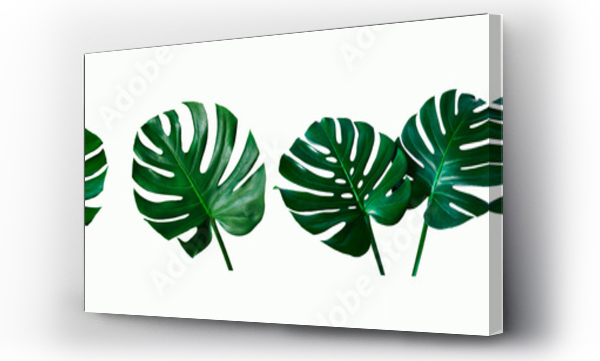 Wizualizacja Obrazu : #346879973 set of green monstera tropical plant leaf on  white background for design elements, Flat lay
