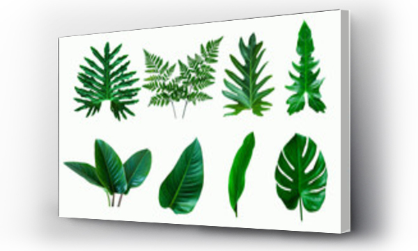 Wizualizacja Obrazu : #346880389 set of green monstera palm and tropical plant leaf on  white background for design elements, Flat lay