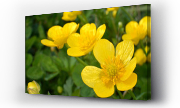 Kwiaty, ozdoba kwiat, żółte tło, Łąka kwiaty