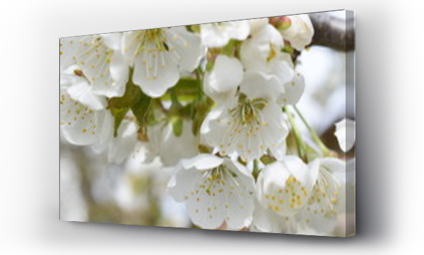 białe kwiaty, drzewo, Kwiaty, Kwiaty białe