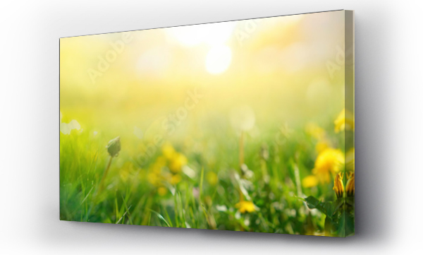 Wizualizacja Obrazu : #348115796 Beautiful summer natural background with yellow white flowers daisies, clovers and dandelions in grass against of dawn morning. Ultra-wide panoramic landscape,  banner format.