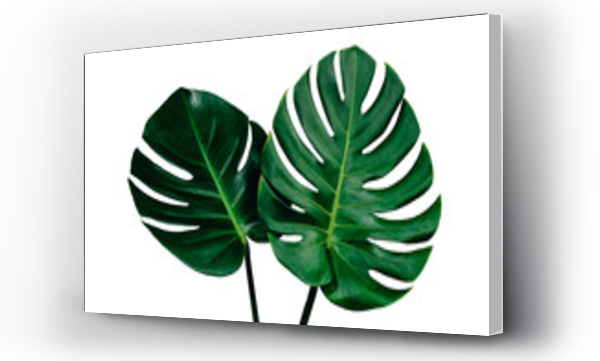 Wizualizacja Obrazu : #348701957 Vibrant Green Mostera Plant Leaves Against A White Background,clipping path inclu