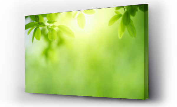 Natura zielony liść w ogrodzie na lato. Naturalne zielone liście rośliny przy użyciu jako tło wiosenne okładka strona zieleni środowisko ekologia tapeta