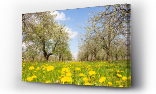 Wiosenny sad. Trawa , kwiaty mleczu i kwitn?ce jab?onie. Wiosenne t?o.