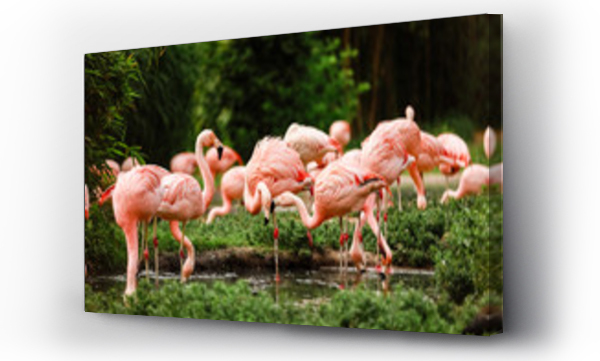Wizualizacja Obrazu : #351382276 A flock of pink flamingos and reflection in the water. selective focus