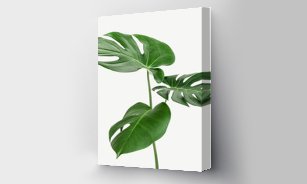 Wizualizacja Obrazu : #351448264 Monstera delicosa plant leaf on a white background mockup