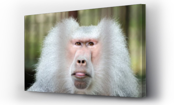 Wizualizacja Obrazu : #351536887 Baboon eyes