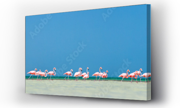 Wizualizacja Obrazu : #35284999 Panorama różowych flamingów