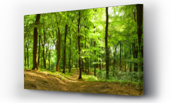 Wizualizacja Obrazu : #35316050 Leśna ścieżka w lecie