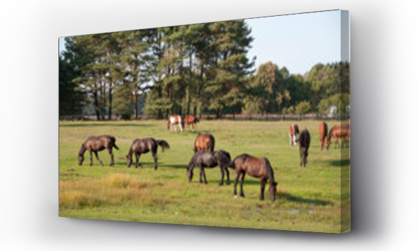 Konie, zwierzęta, łąka
