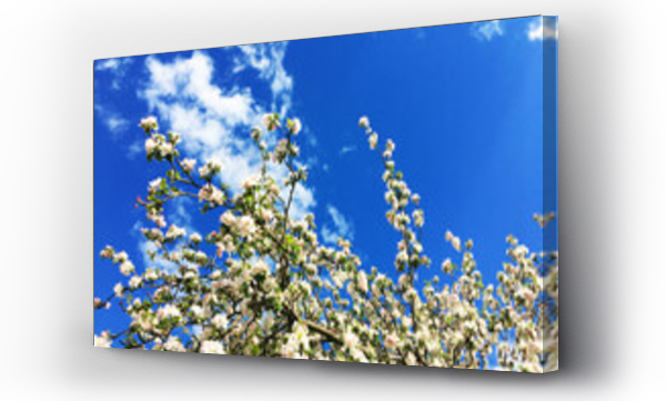Wizualizacja Obrazu : #353949193 Wiosna drzewo kwitnie kwiaty maj jab?o?