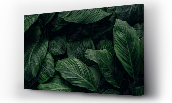 abstrakcyjna tekstura zielonych liści, natura tło, tropikalny liść