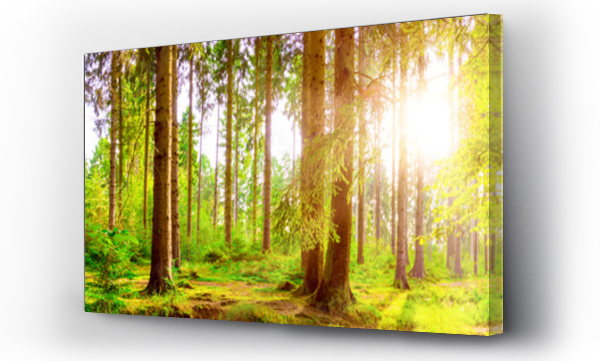 Wizualizacja Obrazu : #355130882 Leśna panorama z jasnym słońcem prześwitującym przez drzewa