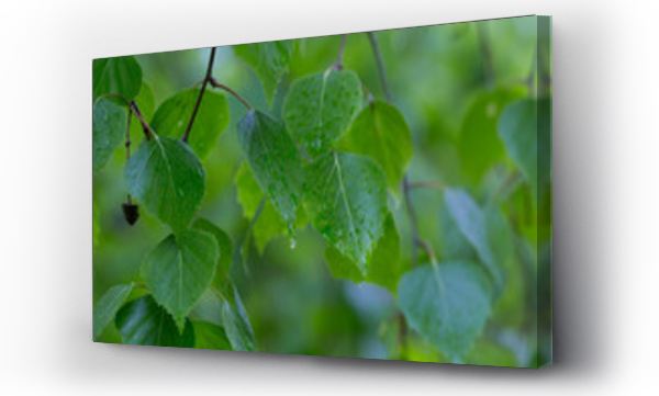 brzoza, Liście, mokre