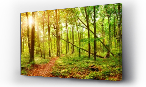 Wizualizacja Obrazu : #355288848 Jesienna panorama lasu z trasą turystyczną i słońcem prześwitującym przez drzewa